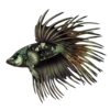 Betta: Copper Crowntail